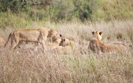 Unique tools for wildlife conservation and coexistence with humans in changing landscapes in Kenya