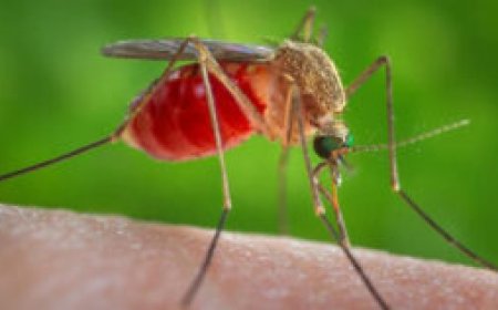 What you Need to Know about Mosquitoes as a Disease Vectors.