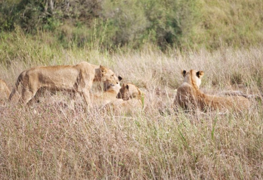 Unique tools for wildlife conservation and coexistence with humans in changing landscapes in Kenya