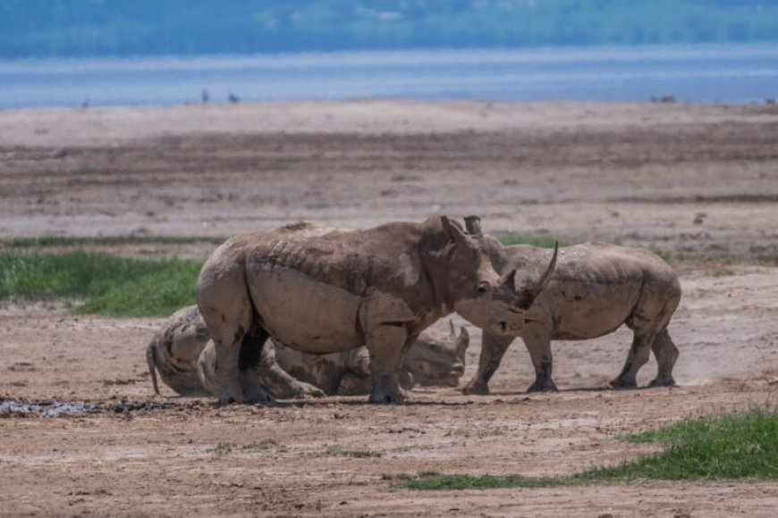 Wildlife and Environmental Crimes; What a Wild Crime.