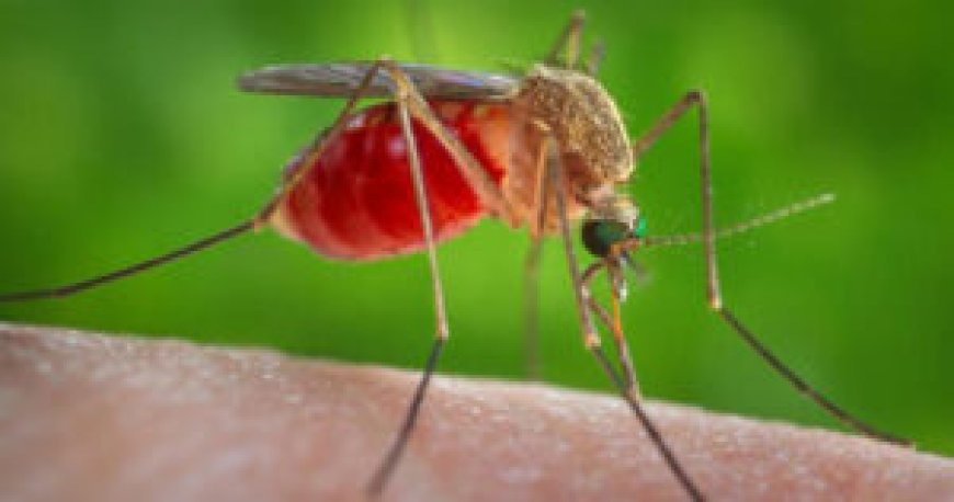 What you Need to Know about Mosquitoes as a Disease Vectors.