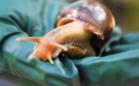 Did You Know that Snails are Used to Make Drugs & Skin Care Products?