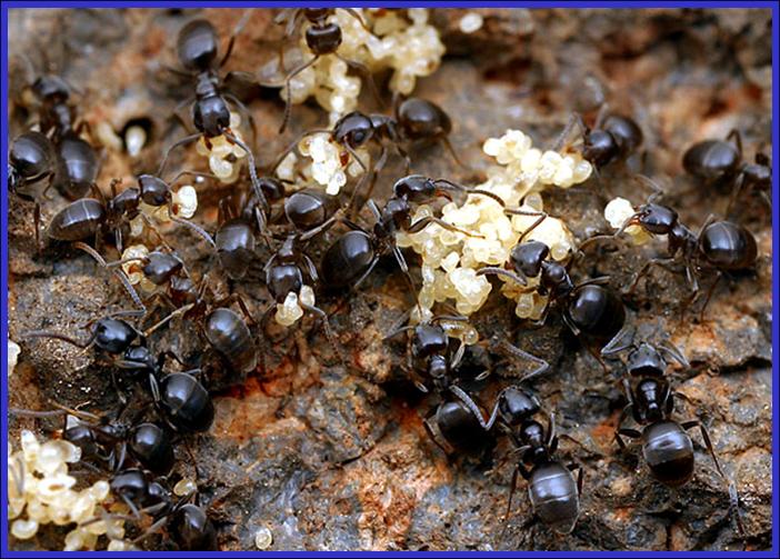 Topinoma Sessile Ants