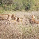 Unique tools for wildlife conservation and coexistence with humans in changing landscapes in Kenya