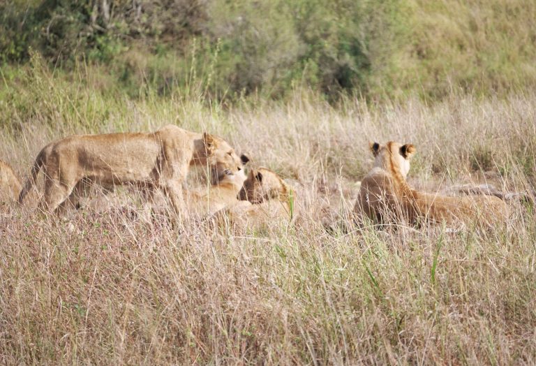 Lions in a kenya Park